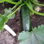 Zucchini.JPG